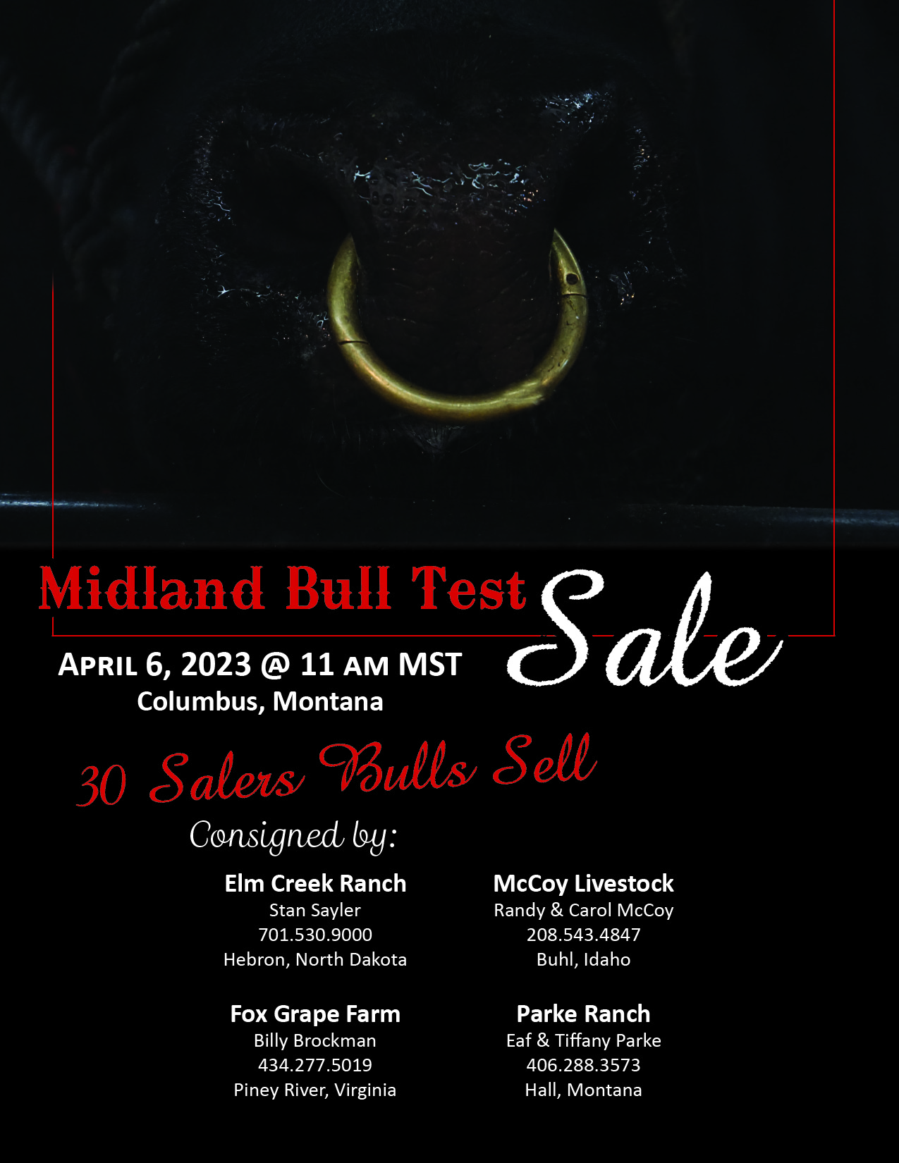 American Salers Midland Bull Test Sale