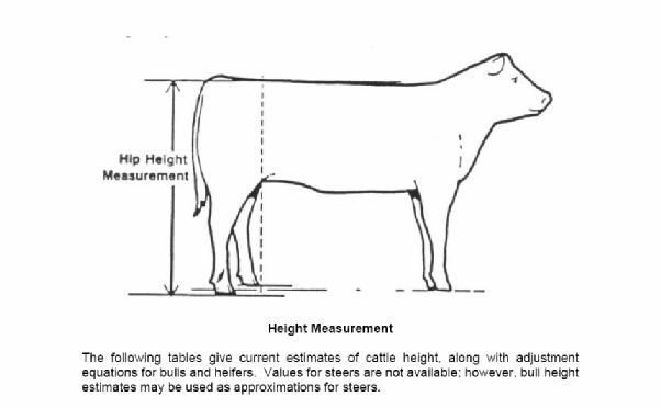 HipHeightMeasurement